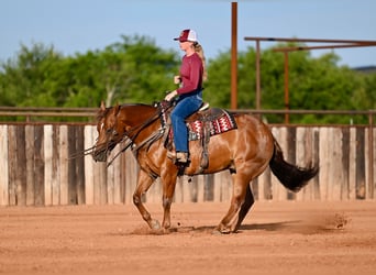 American Quarter Horse, Ruin, 7 Jaar, Roodvos