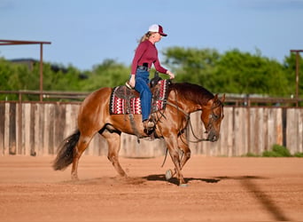 American Quarter Horse, Ruin, 7 Jaar, Roodvos
