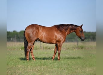 American Quarter Horse, Ruin, 7 Jaar, Roodvos