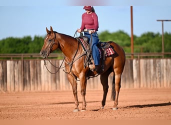 American Quarter Horse, Ruin, 7 Jaar, Roodvos