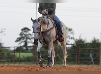 American Quarter Horse, Ruin, 7 Jaar, Schimmel