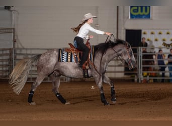 American Quarter Horse, Ruin, 7 Jaar, Schimmel
