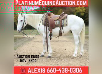 American Quarter Horse, Ruin, 7 Jaar, Schimmel