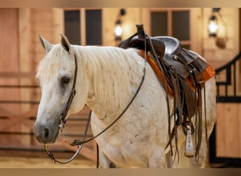 American Quarter Horse, Ruin, 7 Jaar, Schimmel