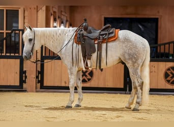 American Quarter Horse, Ruin, 7 Jaar, Schimmel