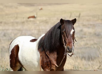 American Quarter Horse, Ruin, 8 Jaar, 107 cm, Tobiano-alle-kleuren