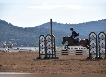 American Quarter Horse, Ruin, 8 Jaar, 132 cm, Roan-Red