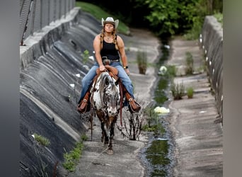 American Quarter Horse, Ruin, 8 Jaar, 135 cm, Donkere-vos