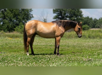 American Quarter Horse, Ruin, 8 Jaar, 137 cm, Falbe