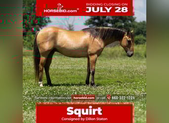 American Quarter Horse, Ruin, 8 Jaar, 137 cm, Falbe