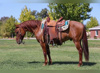 American Quarter Horse, Ruin, 8 Jaar, 137 cm, Falbe