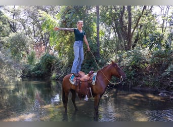 American Quarter Horse, Ruin, 8 Jaar, 137 cm, Falbe