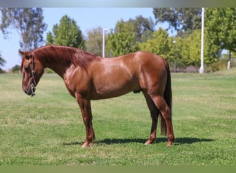 American Quarter Horse, Ruin, 8 Jaar, 137 cm, Falbe