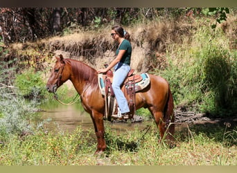 American Quarter Horse, Ruin, 8 Jaar, 137 cm, Falbe