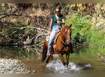 American Quarter Horse, Ruin, 8 Jaar, 137 cm, Falbe