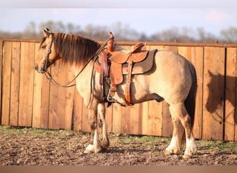 American Quarter Horse, Ruin, 8 Jaar, 140 cm, Falbe