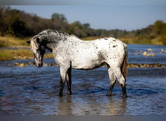 American Quarter Horse, Ruin, 8 Jaar, 140 cm, Schimmel