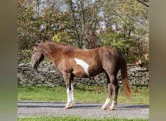 American Quarter Horse, Ruin, 8 Jaar, 140 cm, Tobiano-alle-kleuren