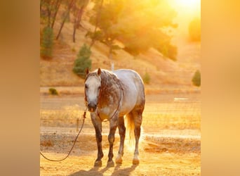 American Quarter Horse, Ruin, 8 Jaar, 142 cm, Appelschimmel