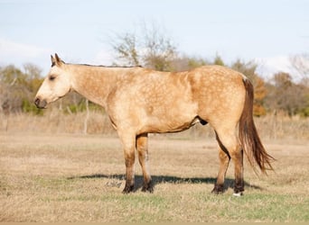 American Quarter Horse, Ruin, 8 Jaar, 142 cm, Buckskin