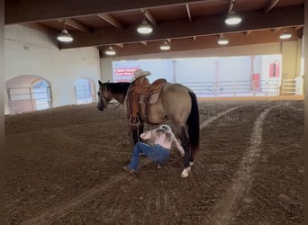 American Quarter Horse, Ruin, 8 Jaar, 142 cm, Buckskin