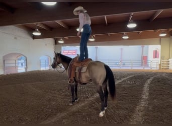 American Quarter Horse, Ruin, 8 Jaar, 142 cm, Buckskin