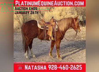 American Quarter Horse, Ruin, 8 Jaar, 142 cm, Donkere-vos