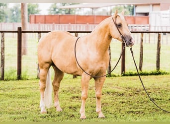 American Quarter Horse, Ruin, 8 Jaar, 142 cm, Palomino