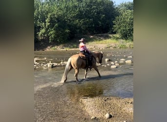 American Quarter Horse, Ruin, 8 Jaar, 142 cm, Palomino