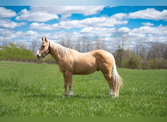 American Quarter Horse, Ruin, 8 Jaar, 142 cm, Palomino