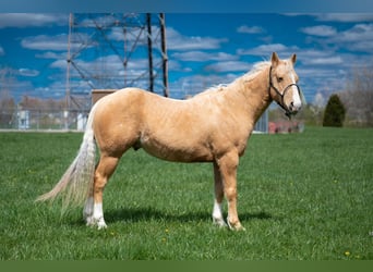 American Quarter Horse, Ruin, 8 Jaar, 142 cm, Palomino