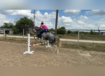 American Quarter Horse, Ruin, 8 Jaar, 142 cm, Roan-Blue