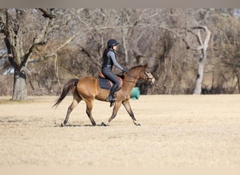 American Quarter Horse, Ruin, 8 Jaar, 142 cm, Roodbruin