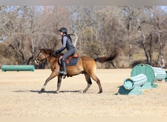 American Quarter Horse, Ruin, 8 Jaar, 142 cm, Roodbruin