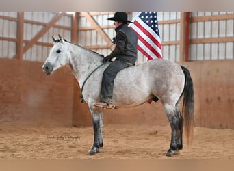 American Quarter Horse, Ruin, 8 Jaar, 145 cm, Appelschimmel