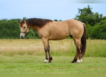 American Quarter Horse, Ruin, 8 Jaar, 145 cm, Buckskin