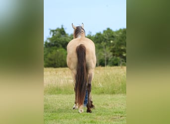 American Quarter Horse, Ruin, 8 Jaar, 145 cm, Buckskin