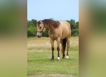 American Quarter Horse, Ruin, 8 Jaar, 145 cm, Buckskin