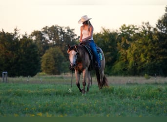 American Quarter Horse, Ruin, 8 Jaar, 145 cm, Buckskin