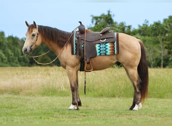 American Quarter Horse, Ruin, 8 Jaar, 145 cm, Buckskin