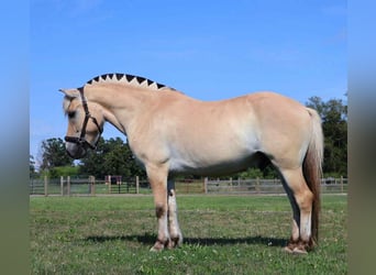 American Quarter Horse, Ruin, 8 Jaar, 145 cm, Buckskin
