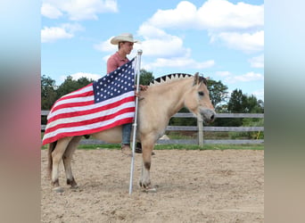 American Quarter Horse, Ruin, 8 Jaar, 145 cm, Buckskin