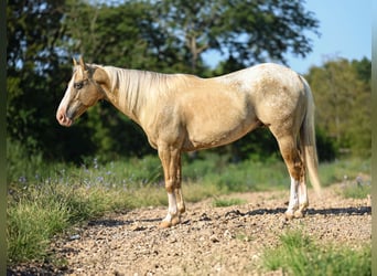 American Quarter Horse, Ruin, 8 Jaar, 145 cm, Palomino