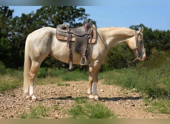American Quarter Horse, Ruin, 8 Jaar, 145 cm, Palomino