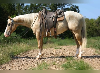 American Quarter Horse, Ruin, 8 Jaar, 145 cm, Palomino