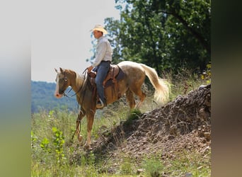 American Quarter Horse, Ruin, 8 Jaar, 145 cm, Palomino