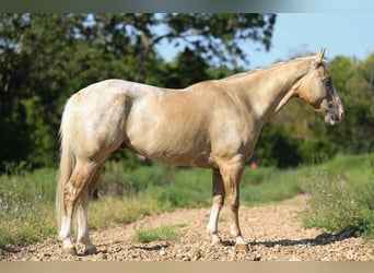 American Quarter Horse, Ruin, 8 Jaar, 145 cm, Palomino