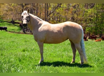 American Quarter Horse, Ruin, 8 Jaar, 145 cm, Palomino