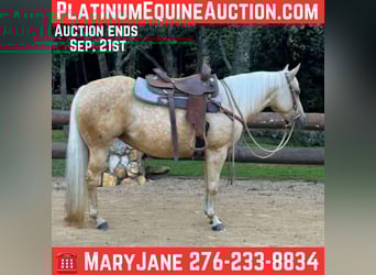 American Quarter Horse, Ruin, 8 Jaar, 145 cm, Palomino