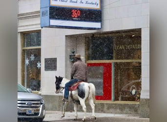 American Quarter Horse, Ruin, 8 Jaar, 145 cm, Roan-Blue